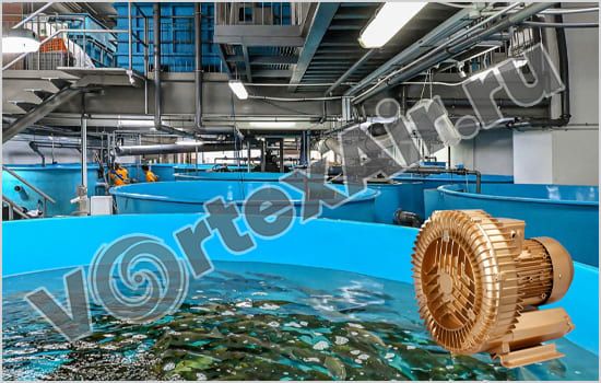 Вихревые воздуходувки для содержания и разведения рыбы